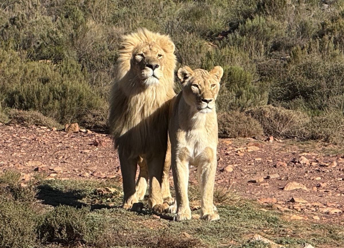 Ausflugsfoto - in Kapstadt - Südafrika - Indischer Ozean - Kreuzfahrt mit AIDAstella - Region Afrika - 2025 - Bild 2