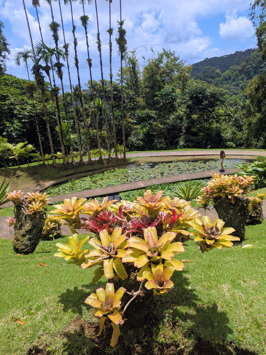 Ausflugsfoto - in Fort-de-France - Martinique - Karibik - Kreuzfahrt mit Mein Schiff 2 - 2026