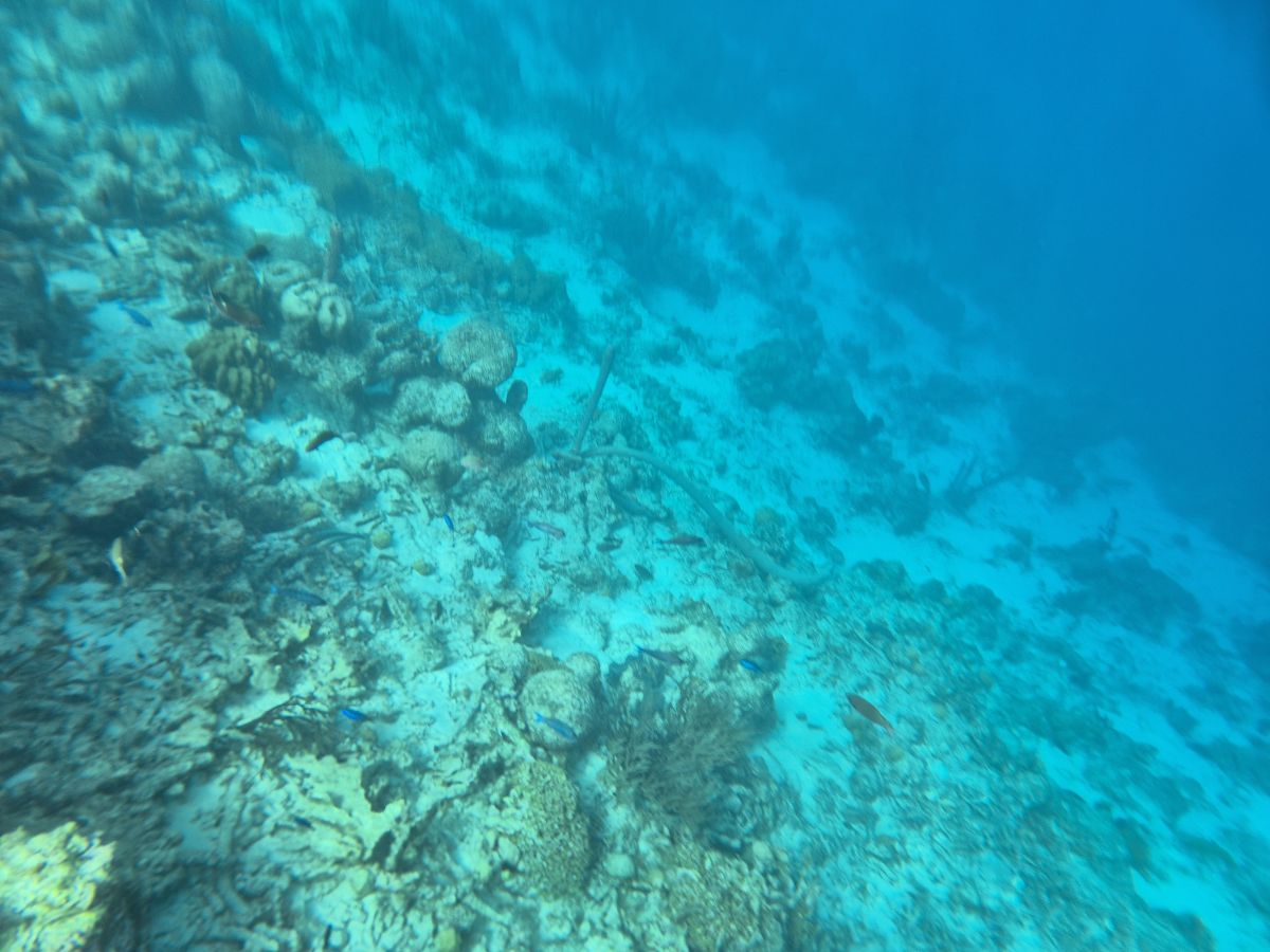 Ausflugsfoto - in Kralendijk - Bonaire - Karibik - Kreuzfahrt mit AIDAsol - 2025 - Bild 2