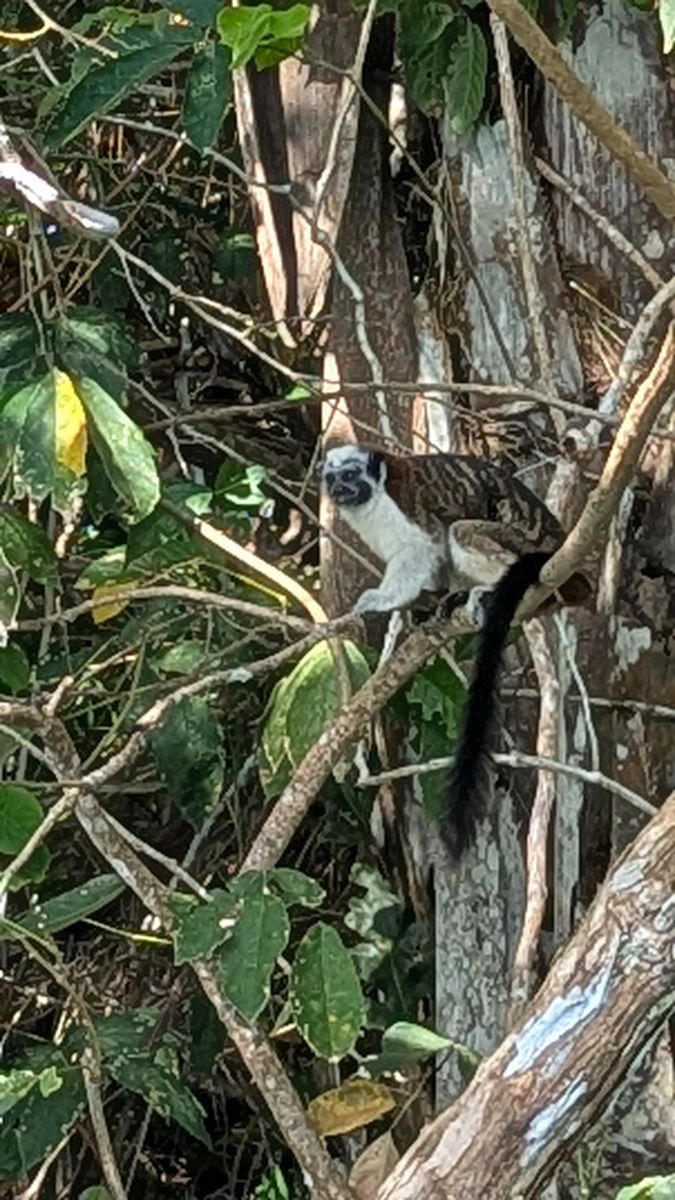 Ausflugsfoto - in Colón - Panama - Karibik - Kreuzfahrt mit AIDAsol - 2026 - Bild 3