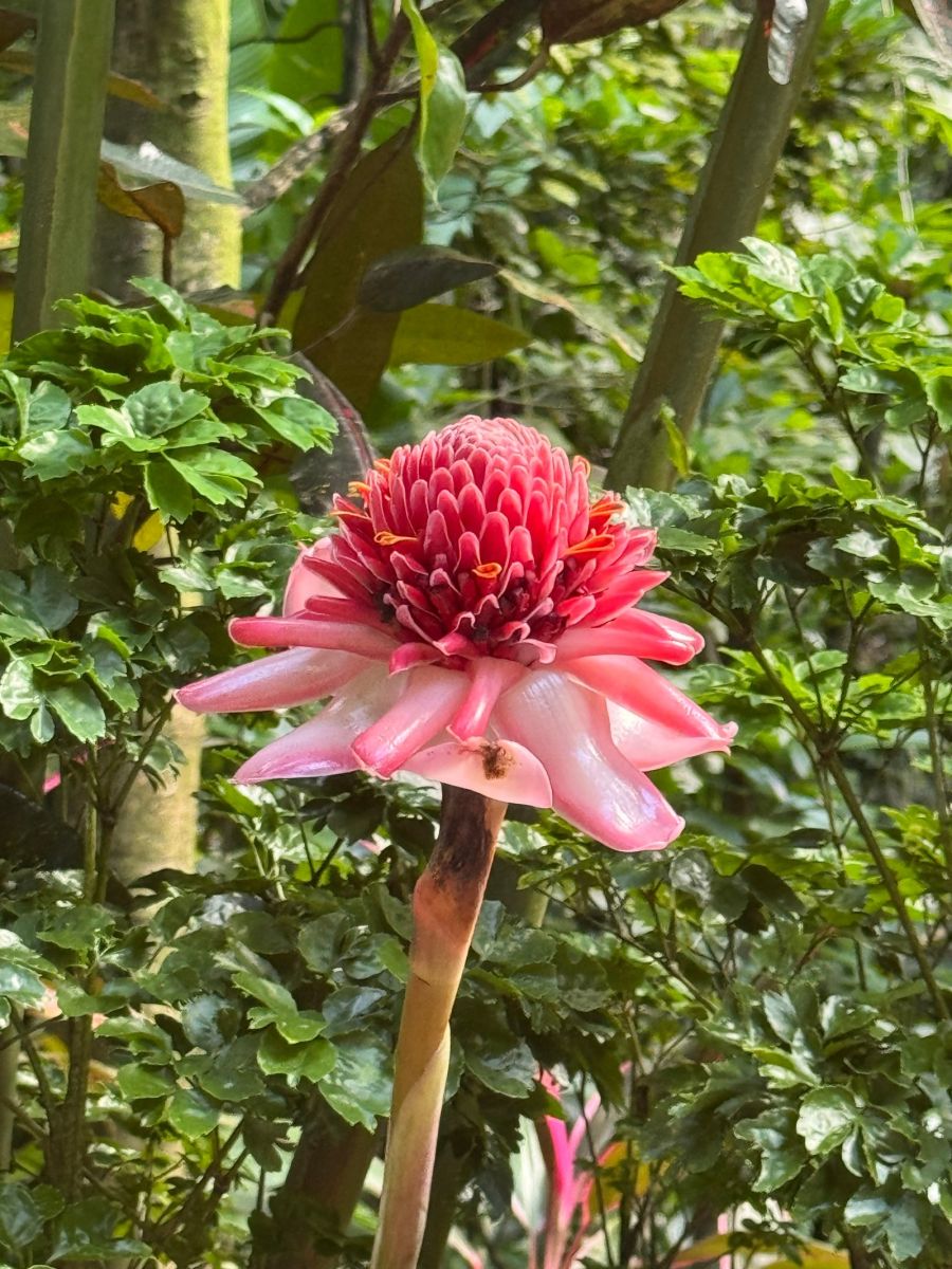 Ausflugsfoto - in Castries - Saint Lucia - Karibik - Kreuzfahrt mit AIDAblu - 2025