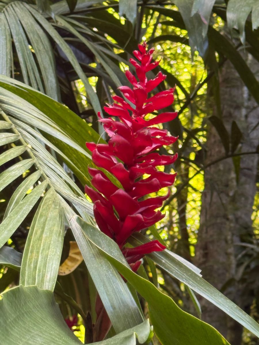 Ausflugsfoto - in Castries - Saint Lucia - Karibik - Kreuzfahrt mit AIDAblu - 2025 - Bild 3